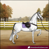 Horse Color:White Spotted Blue Roan Splash Frame Near Leopard