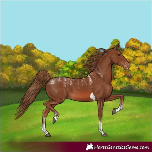 Horse Color:Powder White Chestnut Tobiano Varnish 