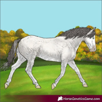Horse Color:Amber Cream Champagne Ice Splash