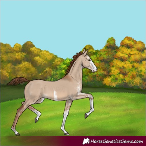 Horse Color:White Spotted Red Dun 