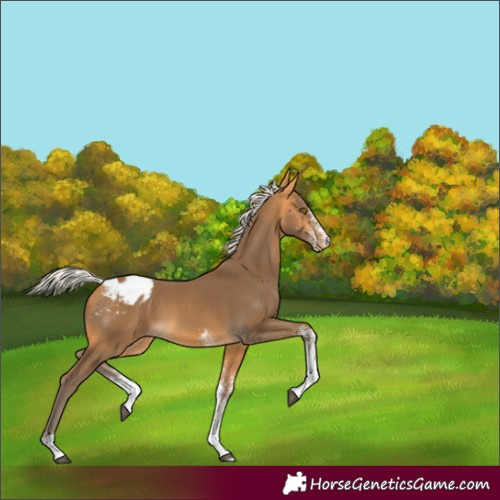 Horse Color:White Spotted Silver Buckskin Appaloosa 