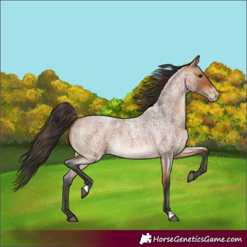 Horse Color:Bay Roan Varnish 