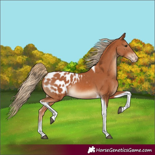 Horse Color:Chestnut Tobiano Blanket Rabicano 