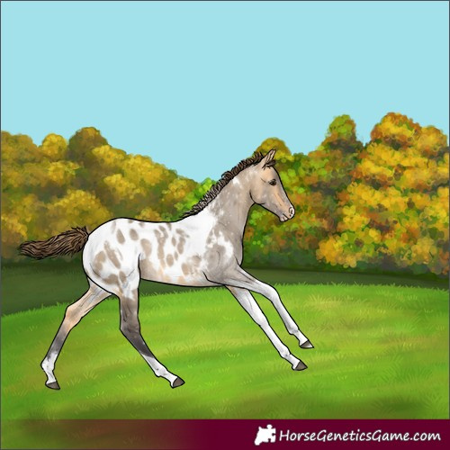Horse Color:Powder White Buckskin Dun Tobiano Appaloosa Rabicano 