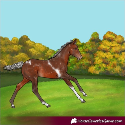 Horse Color:Silver Brown Tobiano Appaloosa Rabicano 