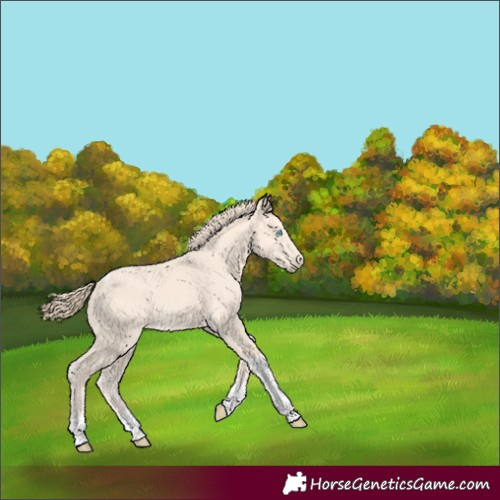 Horse Color:Perlino Sabino Tobiano