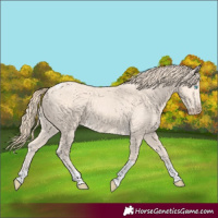 Horse Color:Perlino Sabino Tobiano 