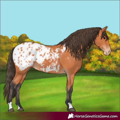 Horse Color:Bay Blanket 