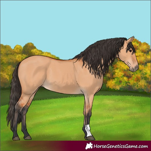 Horse Color:Bay Dun 