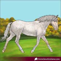Horse Color:Silver Amber Champagne Ice Roan 