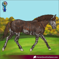 Horse Color:Chestnut Splash  and Liver Chestnut 