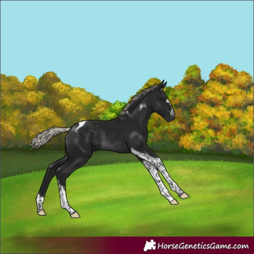Horse Color:Gray Silver Bay Tobiano Rabicano 