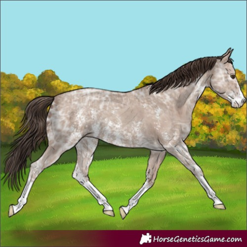 Horse Color:Classic Champagne Ice Sabino 