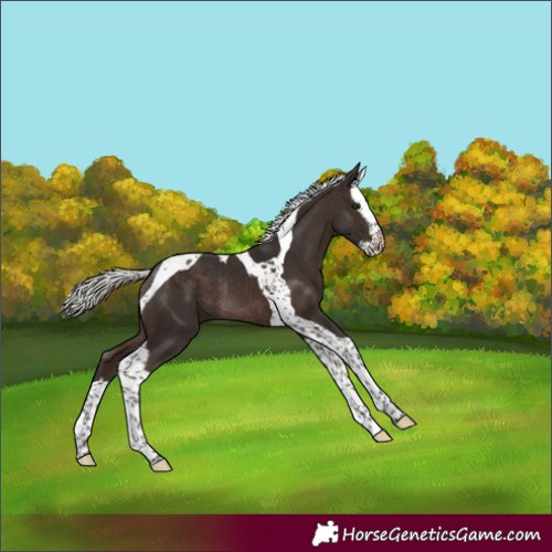 Horse Color:Silver Brown Splash Tobiano Rabicano