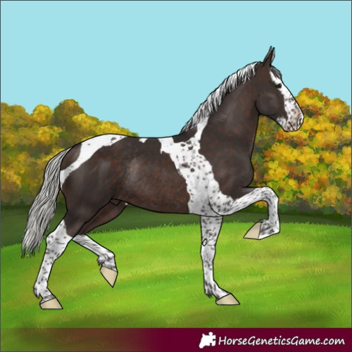 Horse Color:Silver Brown Splash Tobiano Rabicano