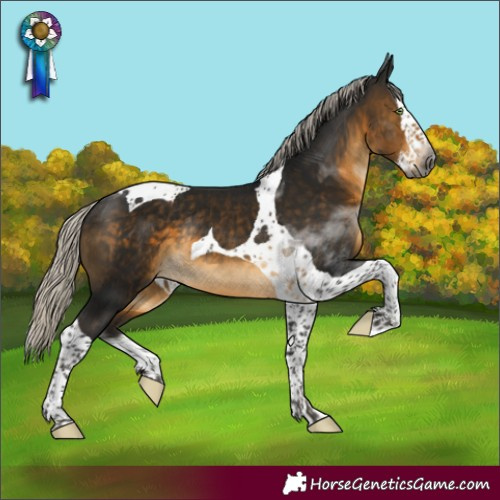Horse Color:Gray Silver Buckskin Splash Tobiano Rabicano 