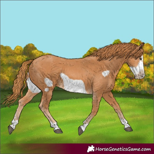 Horse Color:Chestnut Frame 