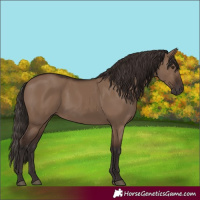 Horse Color:Liver Red Dun Rabicano 