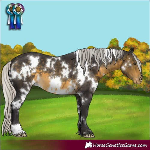 Horse Color:White Spotted Silver Buckskin Appaloosa 