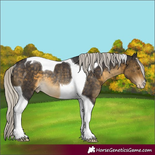 Horse Color:Silver Buckskin Tobiano Appaloosa Rabicano 