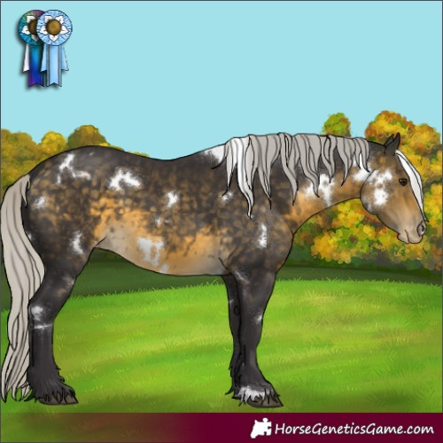 Horse Color:White Spotted Silver Buckskin Appaloosa