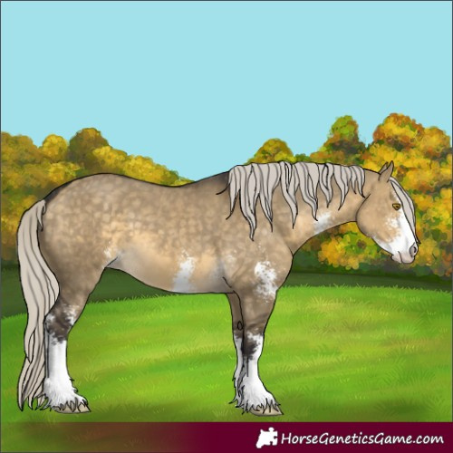 Horse Color:Silver Buckskin Dun Sabino Appaloosa 