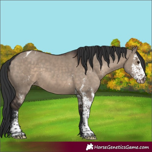 Horse Color:Brown Dun Sabino Appaloosa 