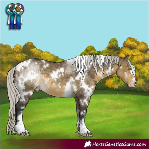 Horse Color:White Spotted Silver Buckskin Dun Appaloosa 
