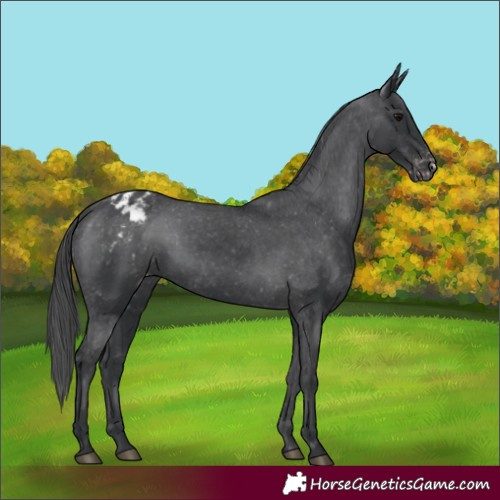 Horse Color:Black Appaloosa Rabicano 