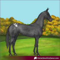 Horse Color:Black Appaloosa Rabicano 