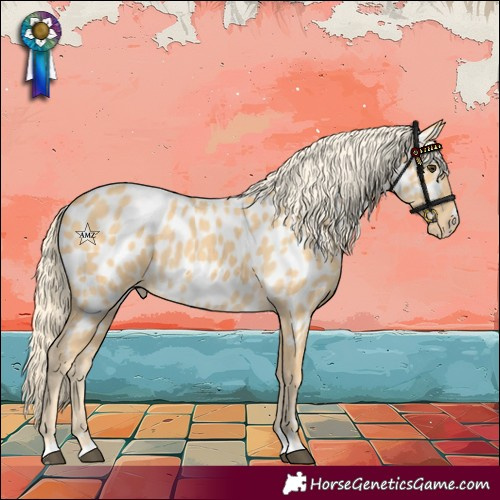 Horse Color:Palomino Appaloosa