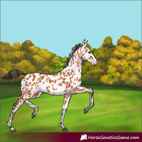 Horse Color:Bay Frame Appaloosa