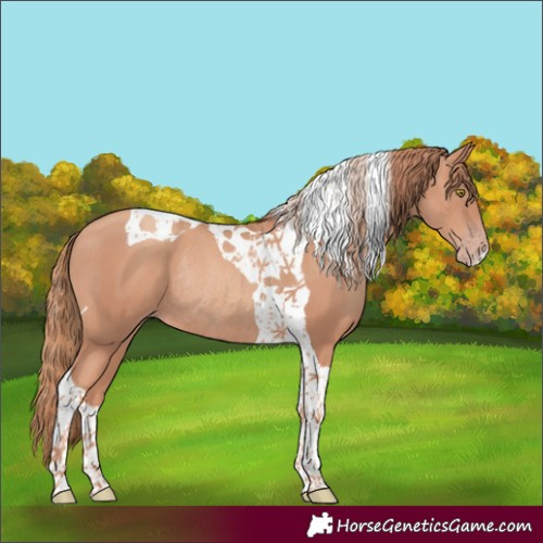 Horse Color:Gold Champagne Tobiano Rabicano