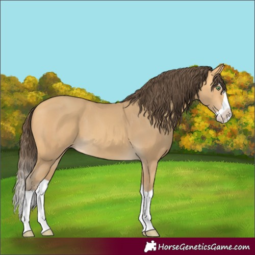 Horse Color:Amber Cream Champagne Splash 