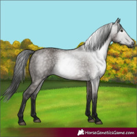 Horse Color:Gray Grullo 