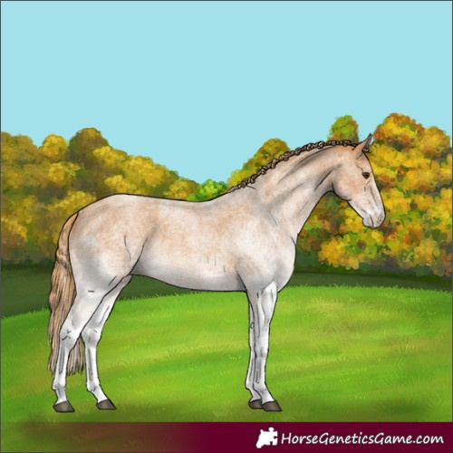Horse Color:White Spotted Red Roan
