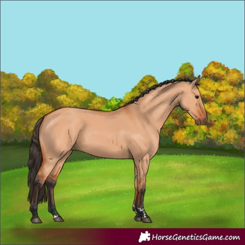 Horse Color:Bay Dun