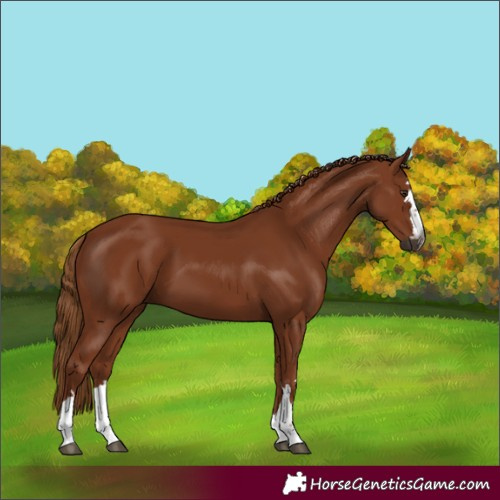Horse Color:Gray Chestnut