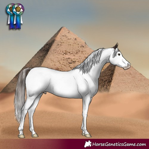 Horse Color:Liver Chestnut Splash