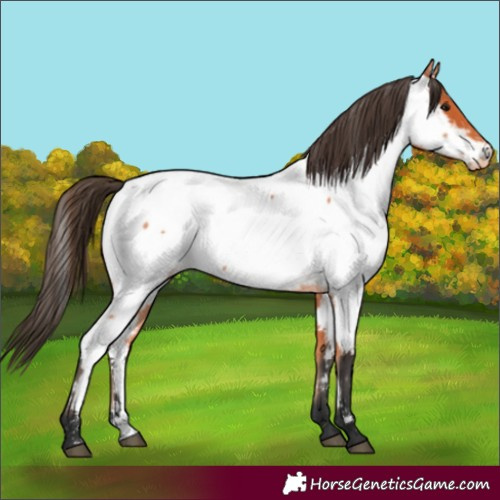 Horse Color:Bay Roan Near Fewspot