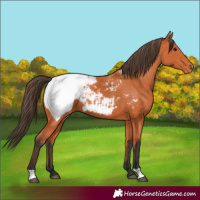 Horse Color:Bay Snowcap 