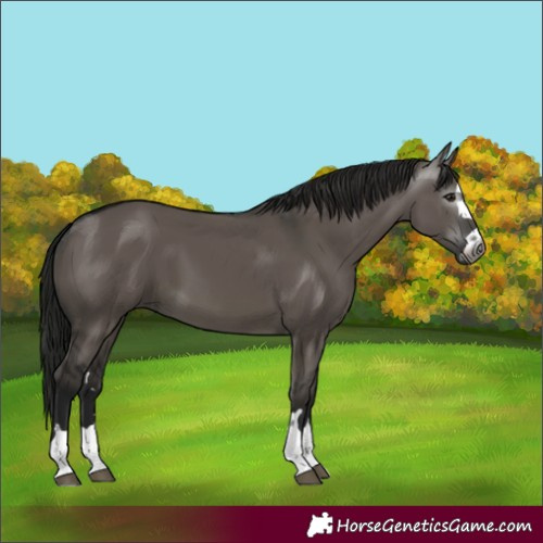 Horse Color:Gray Grullo 