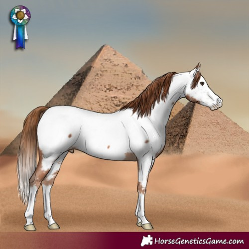 Horse Color:Chestnut Sabino Splash Appaloosa 
