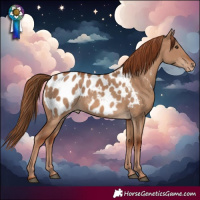 Horse Color:Red Dun Blanket 