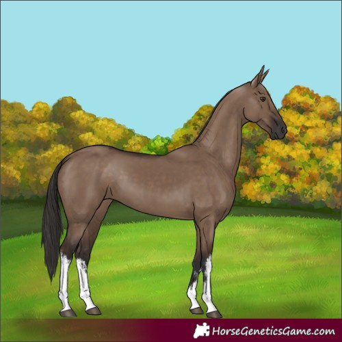 Horse Color:White Spotted Liver Red Dun
