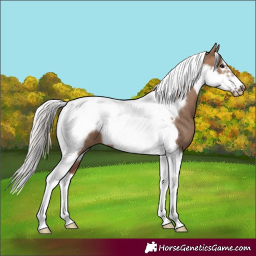 Horse Color:Silver Brown Dun Tobiano Frame 