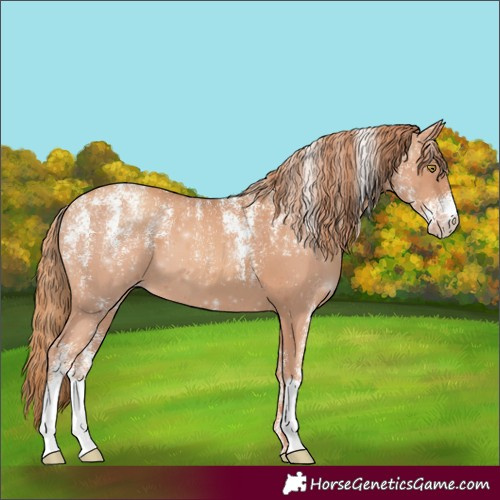 Horse Color:Powder White Gold Champagne