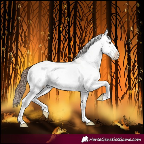 Horse Color:White Spotted Red Dun Splash