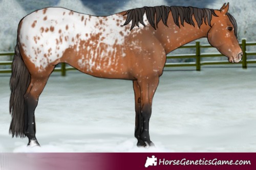 Horse Color:Bay Appaloosa and Bay Frame Appaloosa