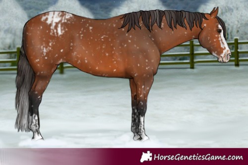 Horse Color:Bay Appaloosa and Bay Splash Appaloosa